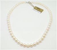 Halskette Bliss Dame Perle Akoya in Perlen Perla 20071611 - 20071611